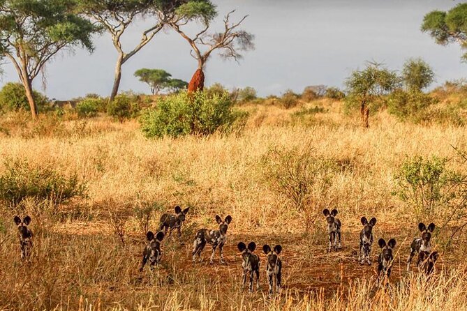 Day Trip Safari to Tarangire National Park - Safety and Accessibility