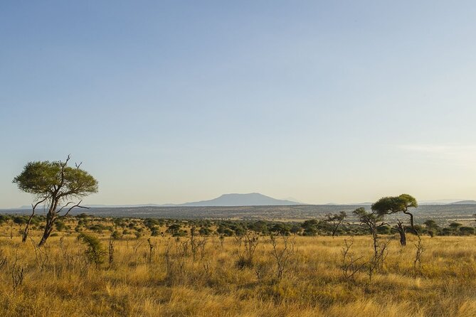 Day Trip Safari to Tarangire National Park - Customer Reviews and Ratings