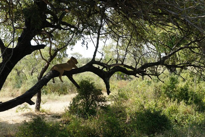 Day Trip Selous Safari Tour From Zanzibar - Good To Know