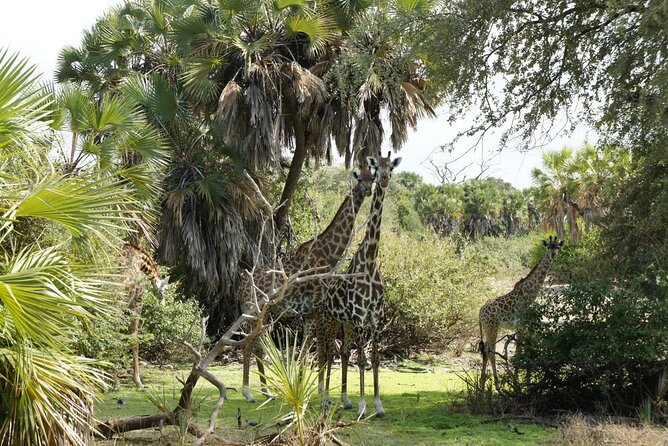 Day Trip Selous Safari Tour From Zanzibar - Pickup and Transportation