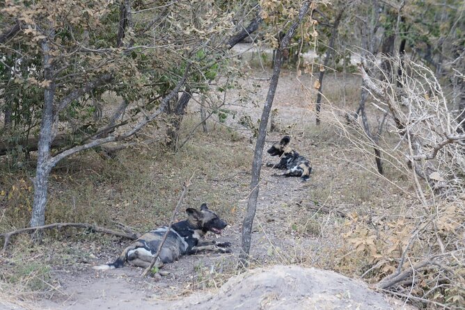 Day Trip Selous Safari Tour From Zanzibar - Accessibility and Recommendations