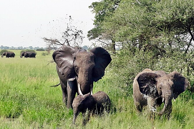 Day Trip Selous Safari Tour From Zanzibar - Trip Logistics