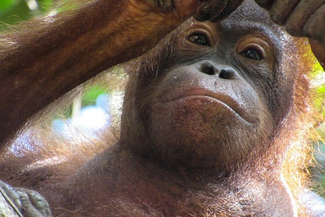 Day Trip Sepilok Orang-utan And City Tour - Booking and Cancellation Policy