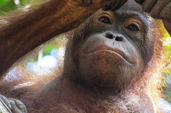 Day Trip Sepilok Orang-utan And City Tour (Flight Excluded) - Final Thoughts