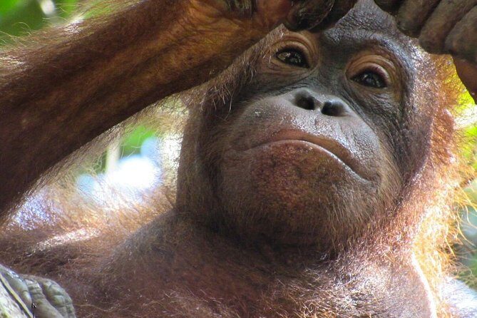 Day Trip Sepilok Orang-utan And City Tour (Flight Excluded) - Authentic Experiences & Traveler Insights