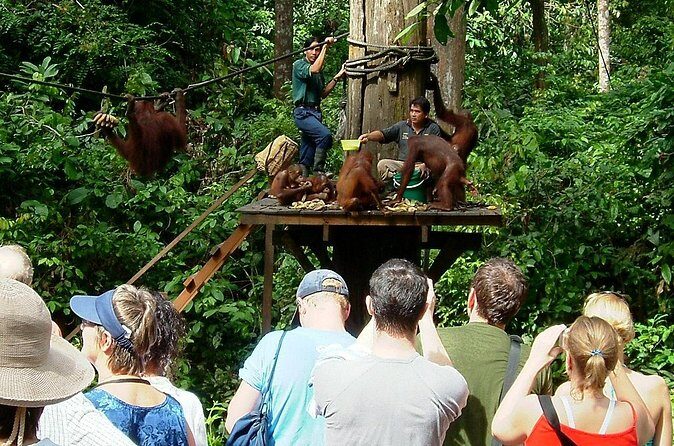 Day Trip Sepilok Orang-utan And City Tour (Flight Excluded) - The Sum Up
