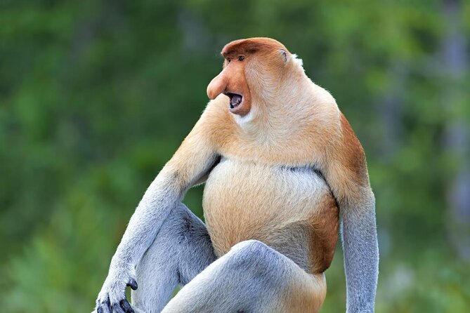 Day Trip Sepilok Orang Utan & Labuk Bay Proboscis Monkey - Good To Know