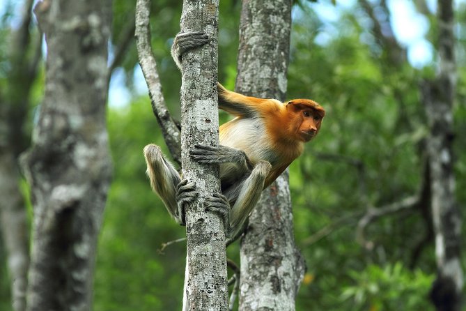 Day Trip Sepilok Orang Utan & Labuk Bay Proboscis Monkey - Flight Tickets