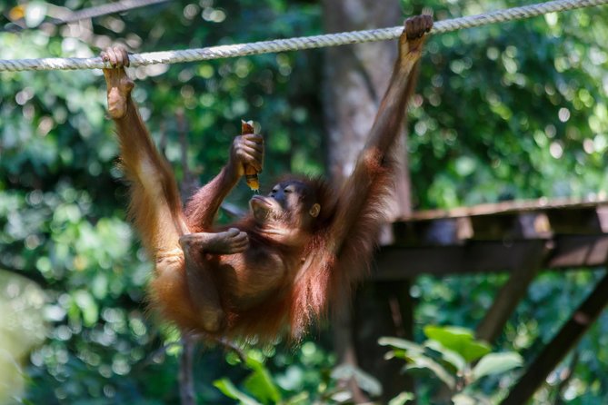 Day Trip Sepilok Orang Utan & Labuk Bay Proboscis Monkey - Booking Flexibility