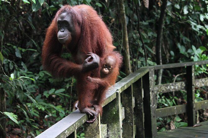 Day Trip Sepilok Orang Utan & Proboscis Monkey (Flight Excluded) - The Itinerary in Detail