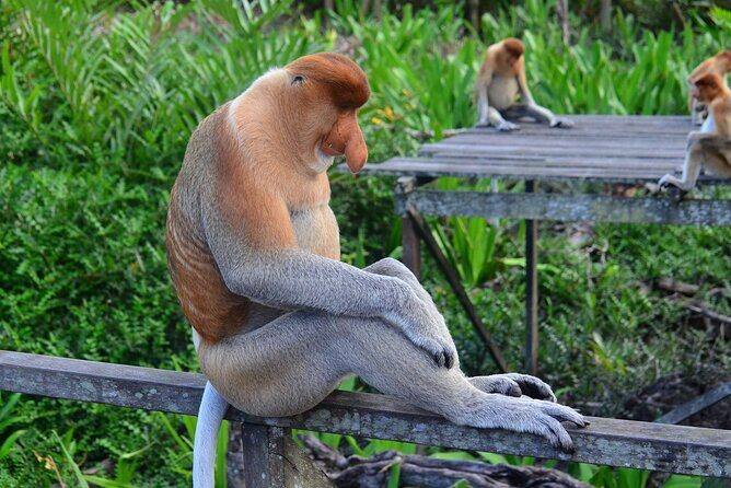 Day Trip Sepilok Orang Utan & Proboscis Monkey (Flight Excluded) - Final Thoughts: Is This Tour Worth It?