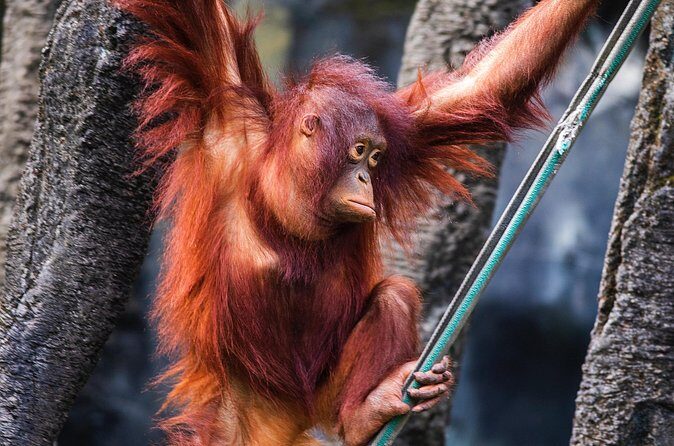 Day Trip Sepilok Orang Utan & Proboscis Monkey (Flight Excluded) - FAQs