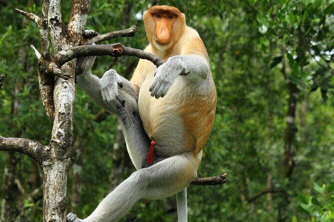 Day Trip Sepilok Orang Utan & Proboscis Monkey (Flight Excluded) - Good To Know