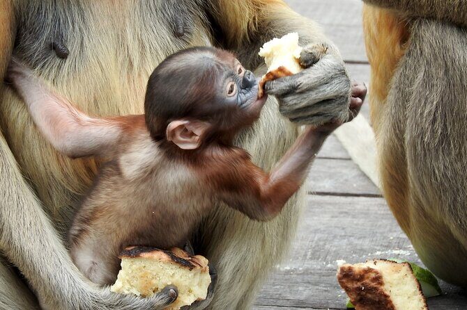 Day Trip Sepilok Orang Utan & Proboscis Monkey (Flight Excluded) - Who Should Book This Tour?