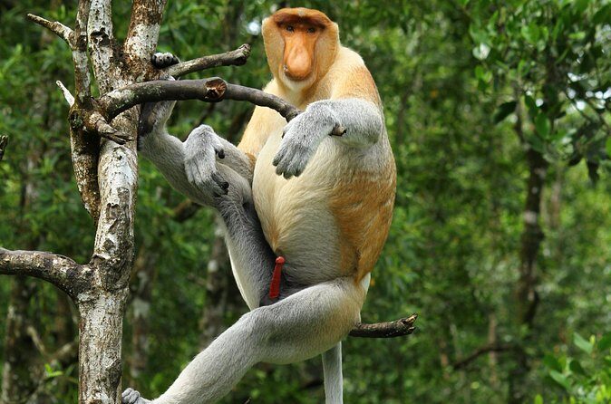 Day Trip Sepilok Orang Utan & Proboscis Monkey (Flight Excluded) - Final Thoughts