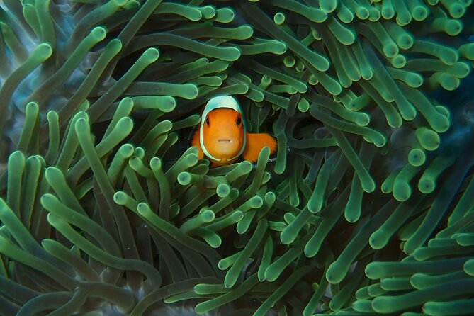 Day Trip Snorkeling Nusa Penida - Manta 3 Sites (From South Bali) - Snorkeling Itinerary Highlights