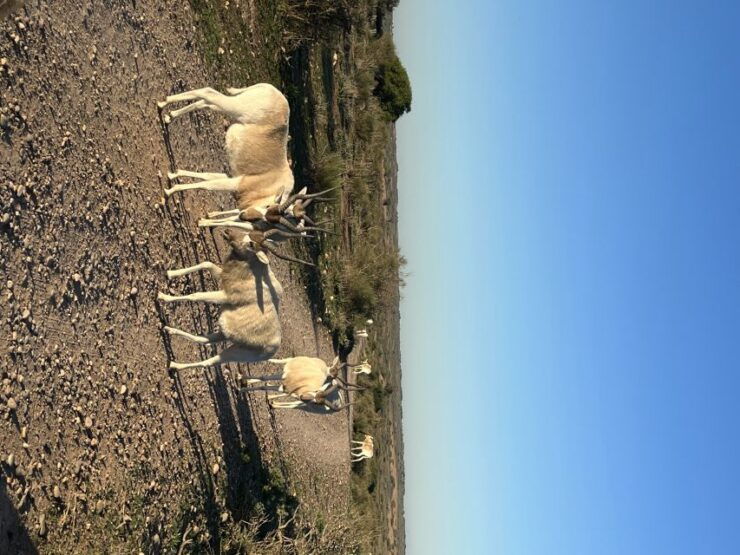 Day Trip Souss Massa National Park & Silver City With 4*4 - Tour Highlights