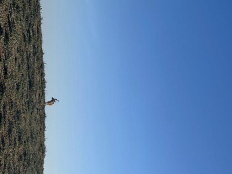 Day Trip Souss Massa National Park & Silver City With 4*4 - Tour Description