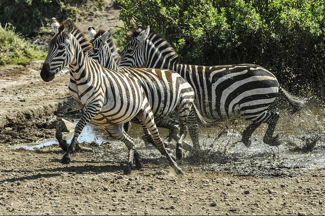 Day Trip - Tarangire National Park - Safari Experience at Tarangire