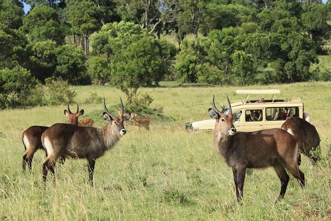 Day Trip Tarangire National Park - Pricing and Reservation Information