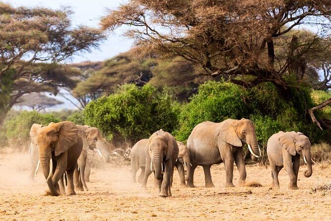Day Trip Tarangire National Park - The Sum Up