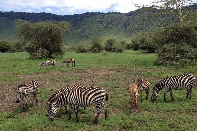 Day Trip Tarangire National Park - Tarangire National Park Wildlife Viewing