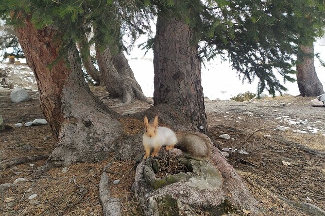 Day Trip to Ala-Archa National Park - Frequently Asked Questions
