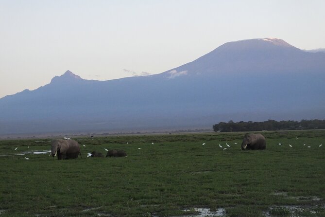 Day Trip to Amboseli National Park - Additional Info