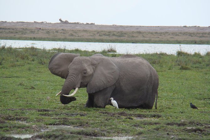 Day Trip to Amboseli National Park - Pricing and Cancellation