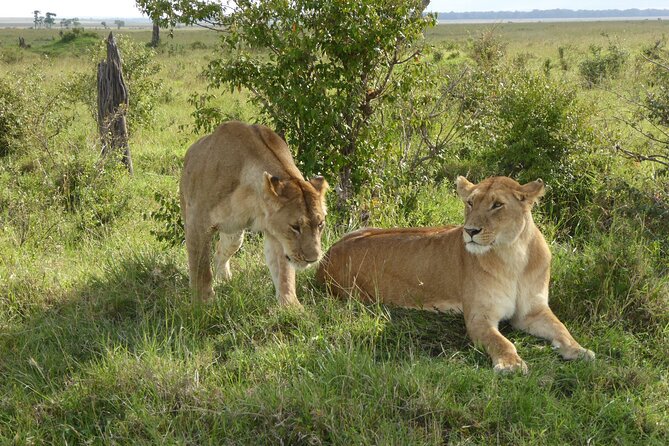 Day Trip to Amboseli National Park - Booking Details