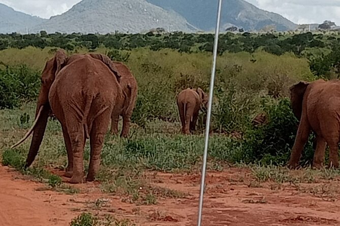 Day Trip to Amboseli National Park - Additional Information