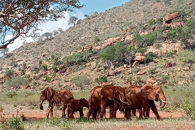 Day Trip to Amboseli National Park - Directions and Expectations