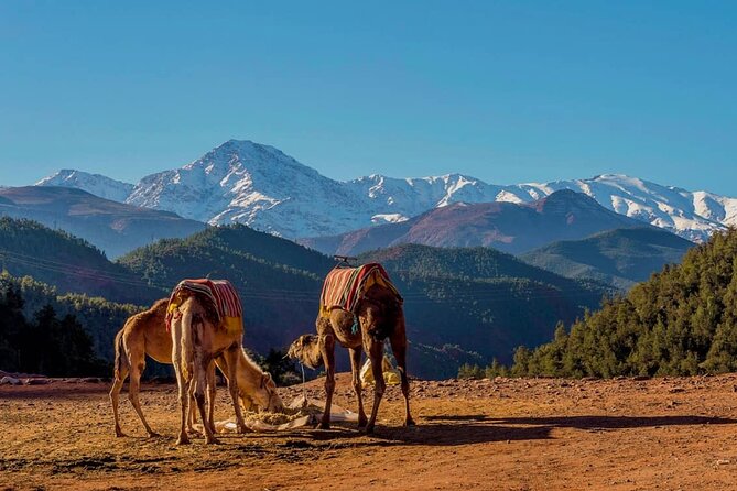 Day Trip to Atlas Mountains Ourika Waterfall & Berber Villages & With Camel Rid - The Sum Up