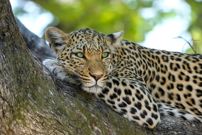 Day Trip to Bandipur National Park & Tiger Reserve - Good To Know