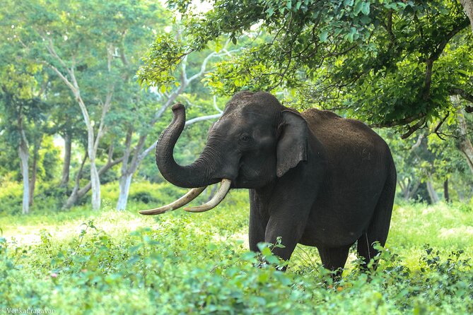 Day Trip to Bandipur National Park & Tiger Reserve - Inclusions