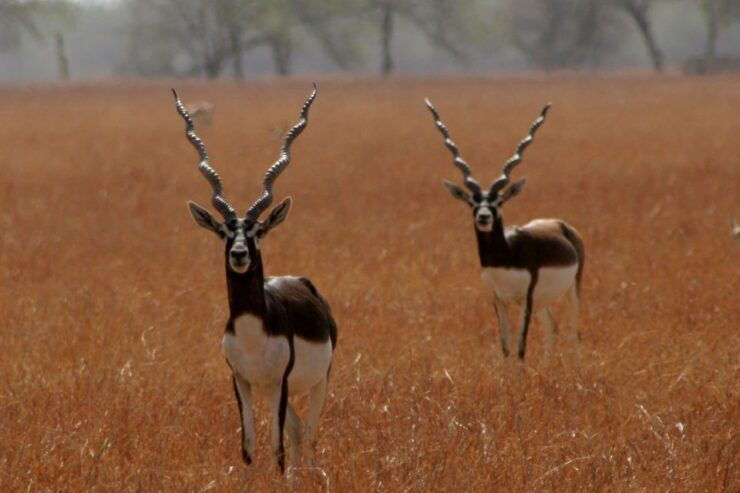 Day Trip to Bishnoi Village From Jodhpur - Activity Details