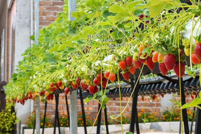 Day Trip to Cameron Highlands - A Closer Look at the Experience