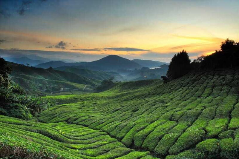 Day Trip to Cameron Highlands - Final Thoughts