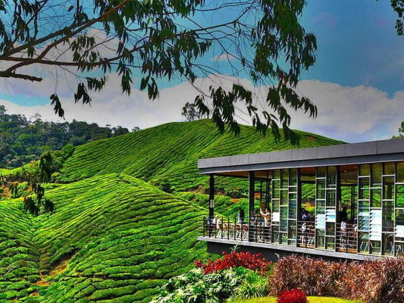 Day Trip to Cameron Highlands - FAQ