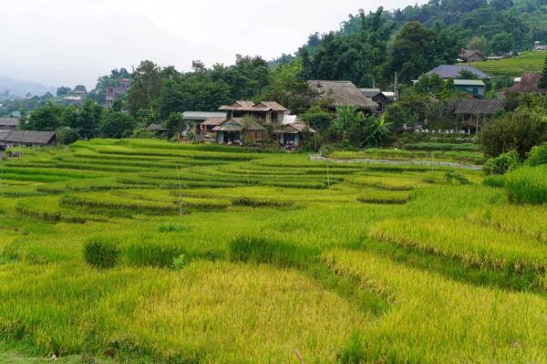 Day Trip to Cat Cat Village - Fanxipang Peak/Lunch - Recommendations for Travelers