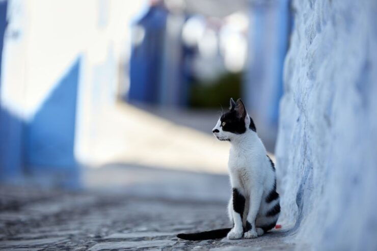Day Trip To Chefchaouen - Experience of Visiting Chefchaouen