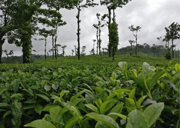 Day Trip to Coorg (Guided Tour by Car From Mysore) - Frequently Asked Questions