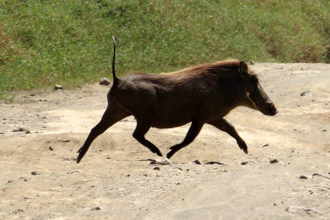 Day Trip To Crescent Island And Hells Gate National Park - Important Information