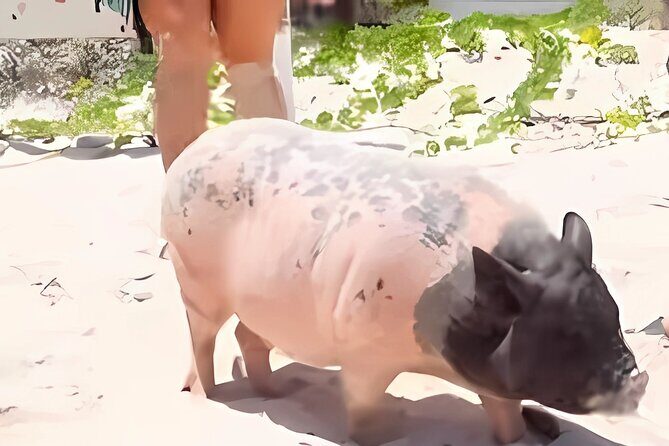 Day trip to El Corchito Ecological Reserve and Playa - Insights from Reviews