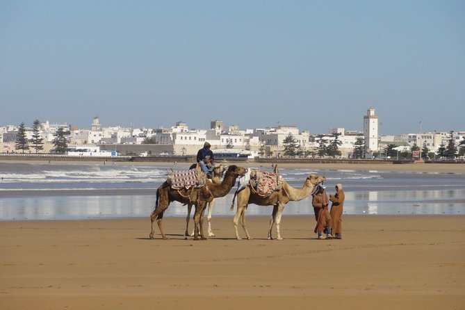 Day Trip to Essaouira (Ex Mogador) From Marrakech - Overview of the Trip
