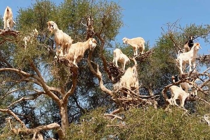 Day Trip to Essaouira From Marrakech - What to Expect