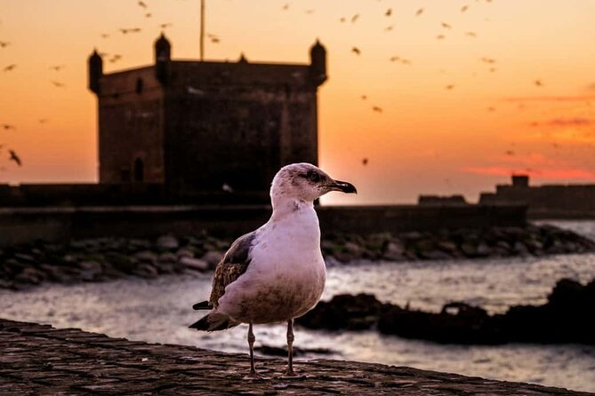 Day Trip to Essaouira From Marrakech - Inclusions and Exclusions