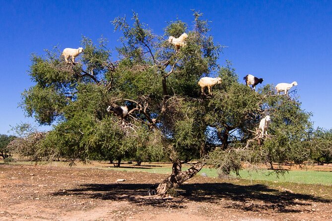 Day Trip to Essaouira From Marrakech - Booking Process