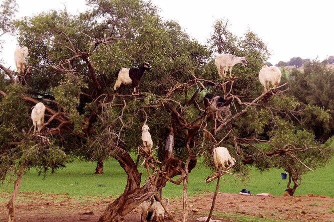 Day Trip To Essaouira From Marrakech - Itinerary Highlights