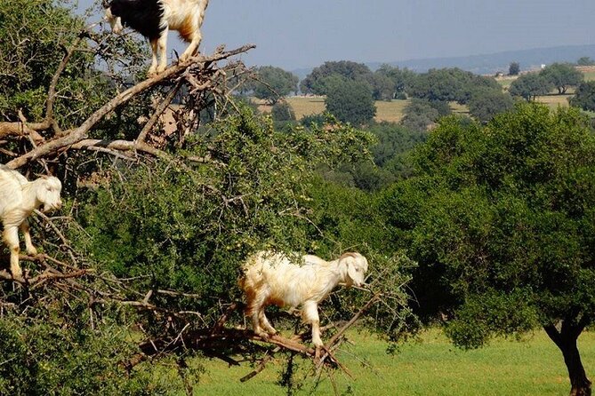Day Trip to Essaouira From Marrakech - End Point